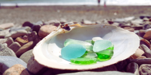 a few pieces of seaglass sit in a shell on a beach, the shoreline in the background